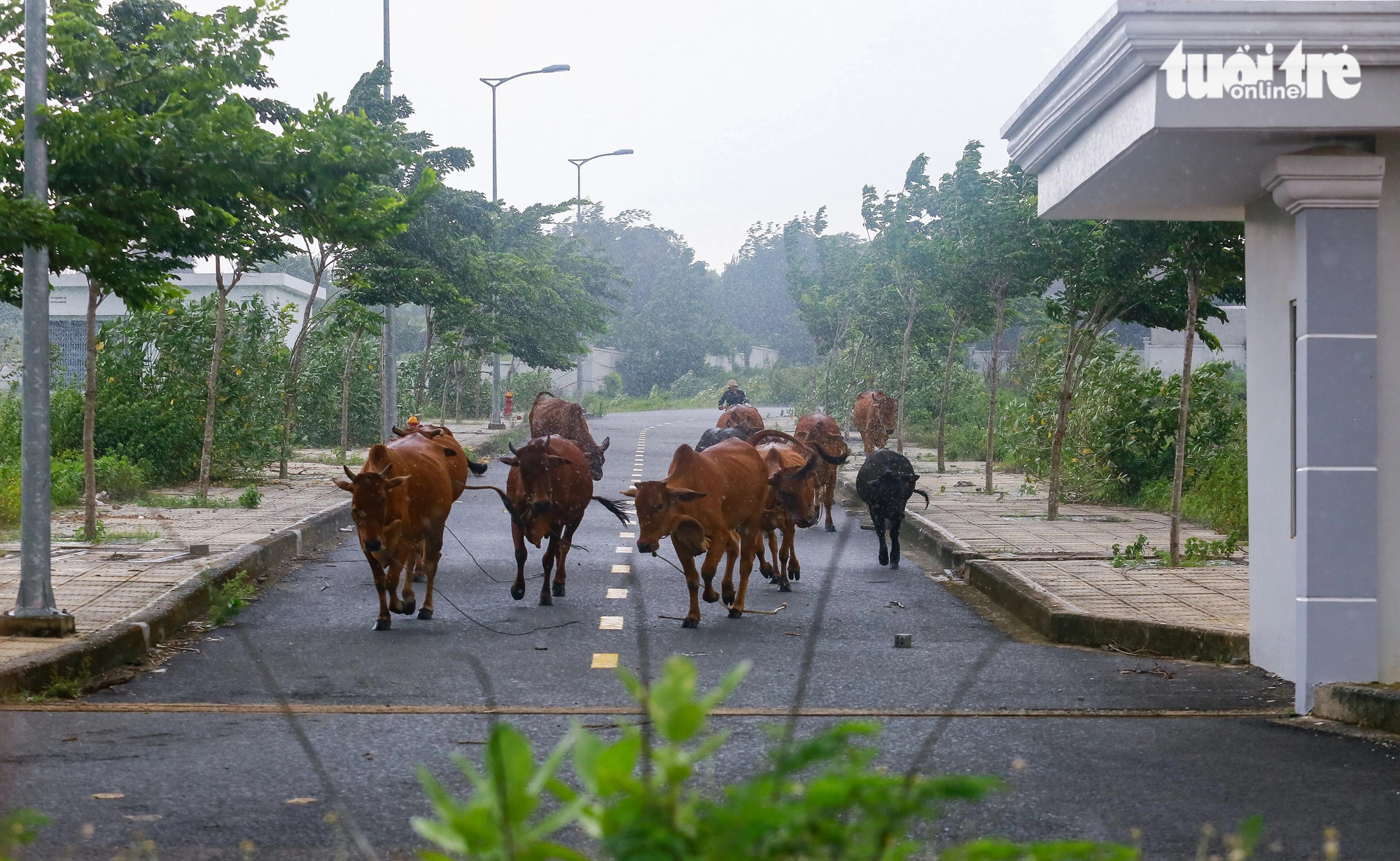 Bệnh viện Đa khoa tỉnh Bình Dương cao 19 tầng thành nơi người dân vào... chăn bò - Ảnh 8.